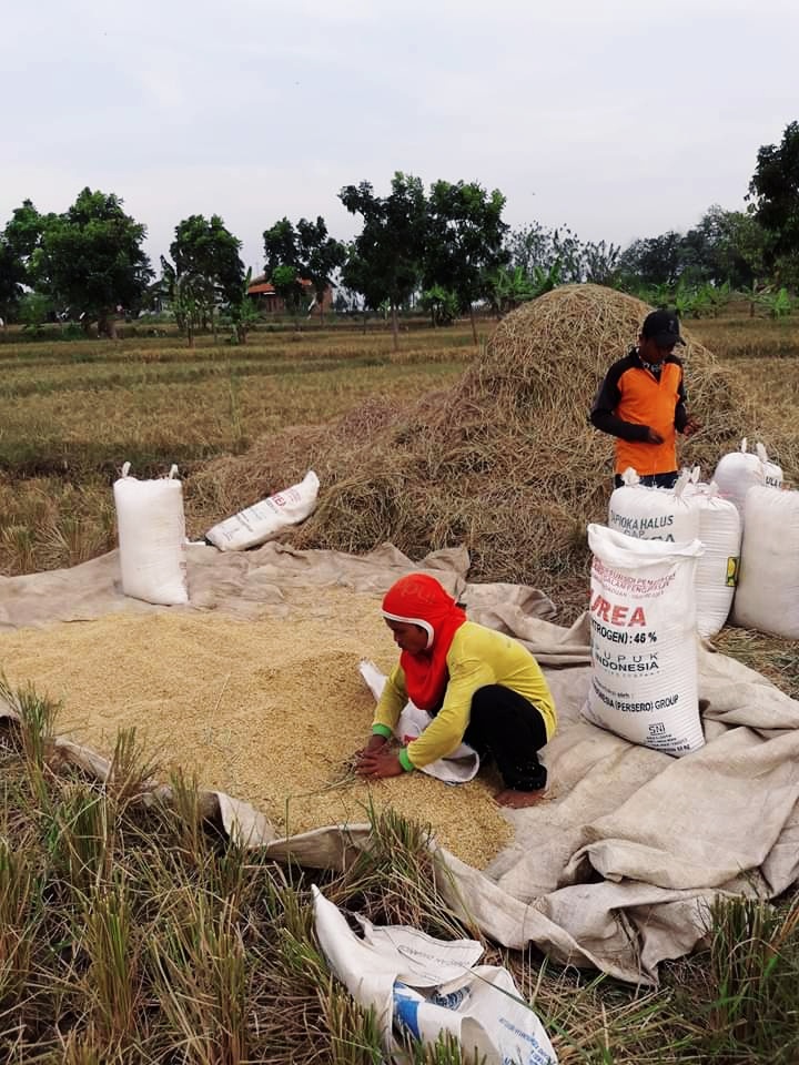 Anjlok, Gabah Kering Dihargai Rp4.500