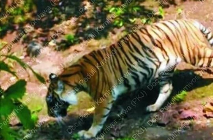 Foto Langka Harimau Jawa Dipublikasikan, Rentetan Bukti Keberadaan sang “Penguasa” Jawa