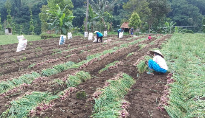 Harga Bawang Merah di Petani Majalengka Turun