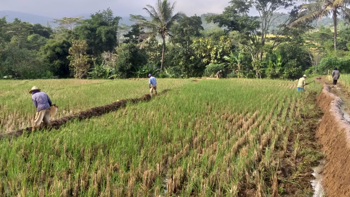 Perantau Terdampak Covid-19 Jadi Buruh Tani