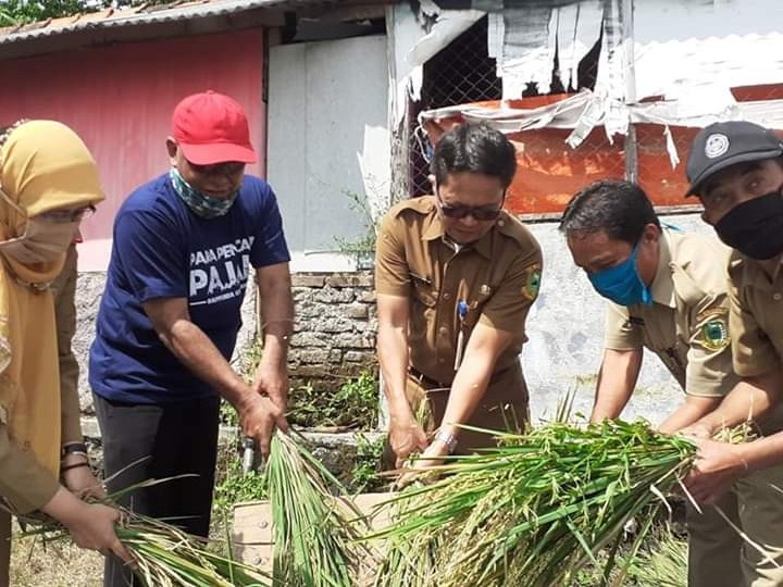 Mandirancan Sentra Padi, Jelang Panen Pastikan Hasil Sesuai Harapan