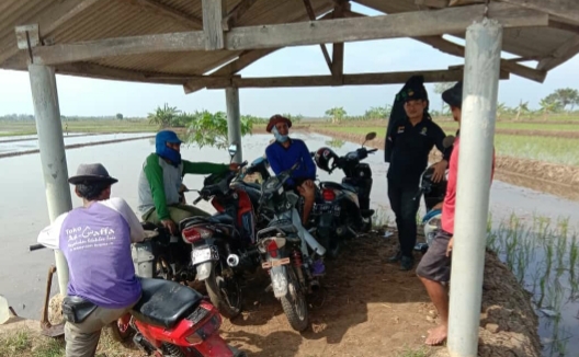 Petani Bangodua, Waspadai Hama Penggerek Batang Padi