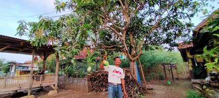 Hasil Panen Mangga di Bumi Wiralodra Indramayu Turun