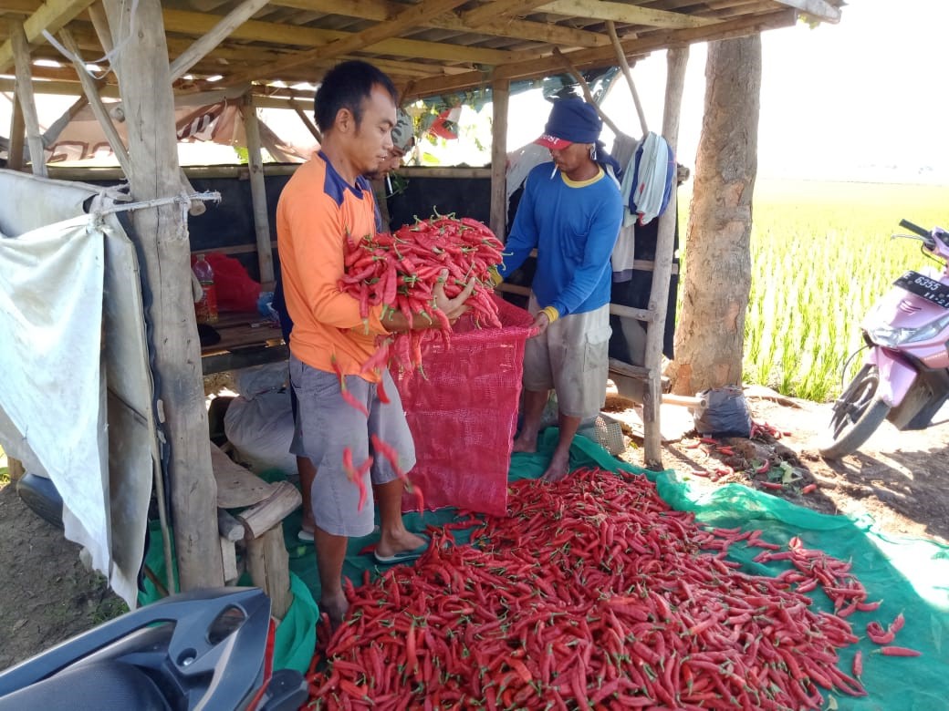 PSBB Dilonggarkan, Petani Semringah Harga Cabai Naik