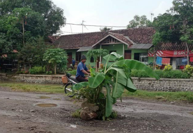 Protes Jalan Rusak, Warga Kertasemaya Nekat Tanam Pohon Pisang di Tengah Jalan