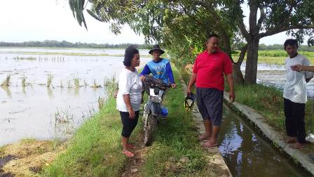 90 Ha Padi di Desa Lobener Indramayu  Terancam Gagal Tanam