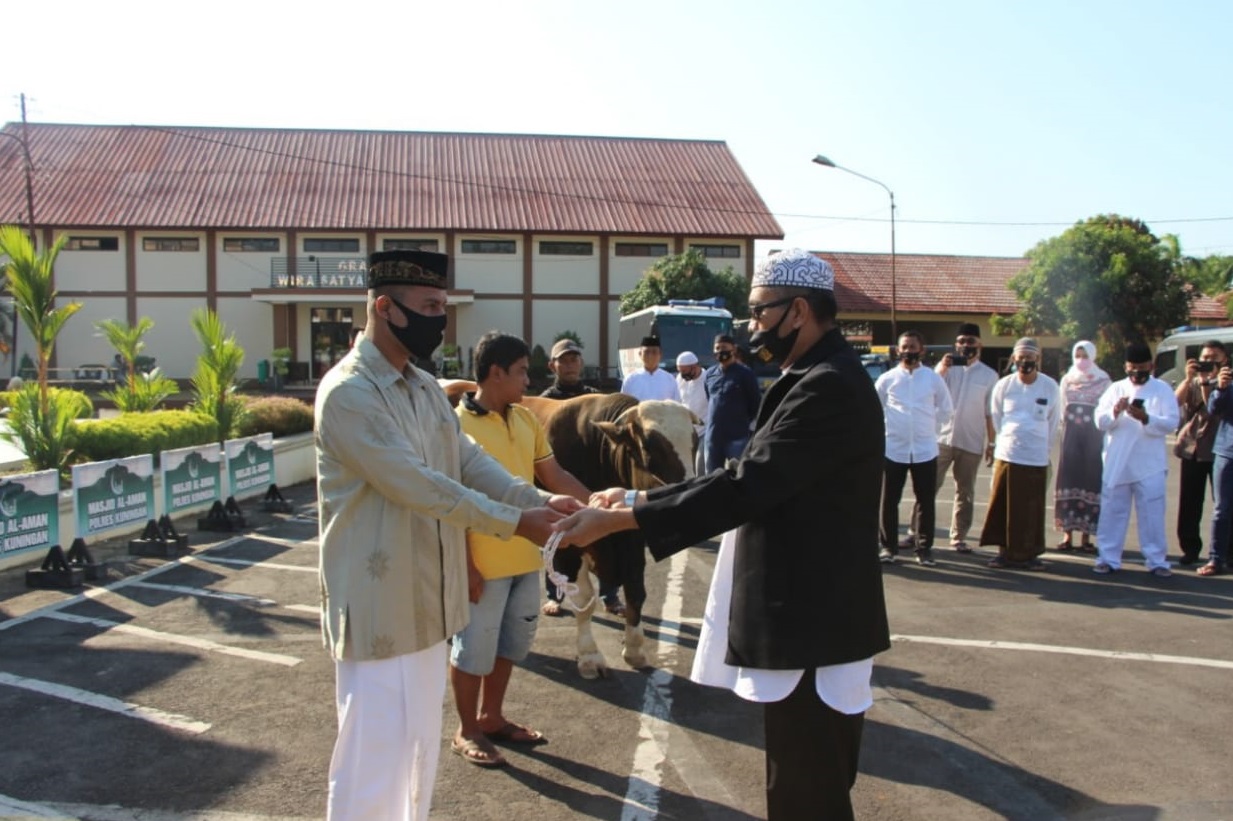 Polres Kuningan Kurban 3 Sapi dan belasan Kambing