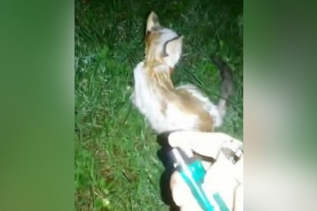 Dicari, Pelaku Pembakar Kucing Hidup-hidup