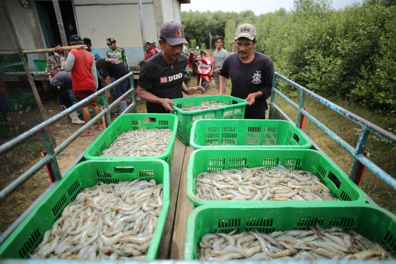 Kelompok Binaan Cirebon Power Sukses Panen Udang Vaname