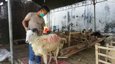 Pemda Prov Jabar Keluarkan Protokol Idul Adha, Daging Diantar ke Rumah Penerima