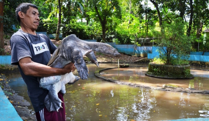 Mengunjungi Objek Wisata Cikuya “Kura-kura Belawa” di Cirebon Jawa Barat