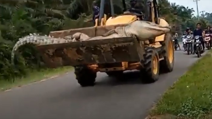 Viral Buaya Muara Raksasa Disebut Siluman, Begini Faktanya