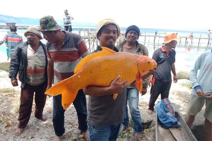 Pemancing Dapat Ikan Mas Raksasa, Warganet Mengaitkan dengan Pertanda Bencana