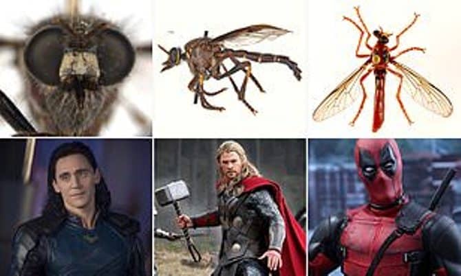 Spesies Baru Serangga Australia, Ada Deadpool, Thor sampai Black Widow