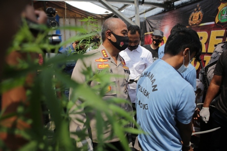 Dua Kurir Terancam Hukuman Mati, Polisi Sita  200 Kilogram Ganja dari Aceh
