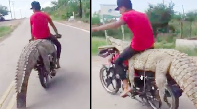 Viral, Ada Buaya 2 Meter Naik Motor