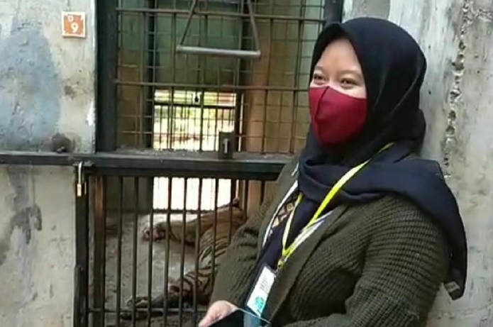 Pengunggah Video Harimau Kurus Minta Maaf, “Ternyata Viral Tidak Enak”