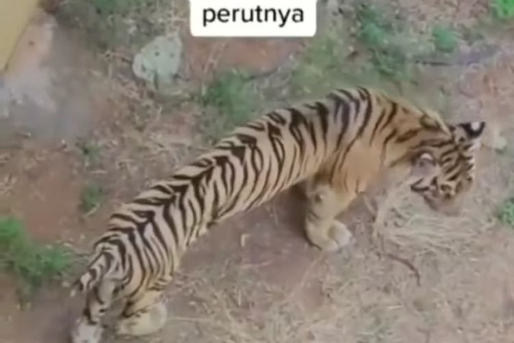 Video Harimau Kurus Viral, Begini Penjelasan Pengelola