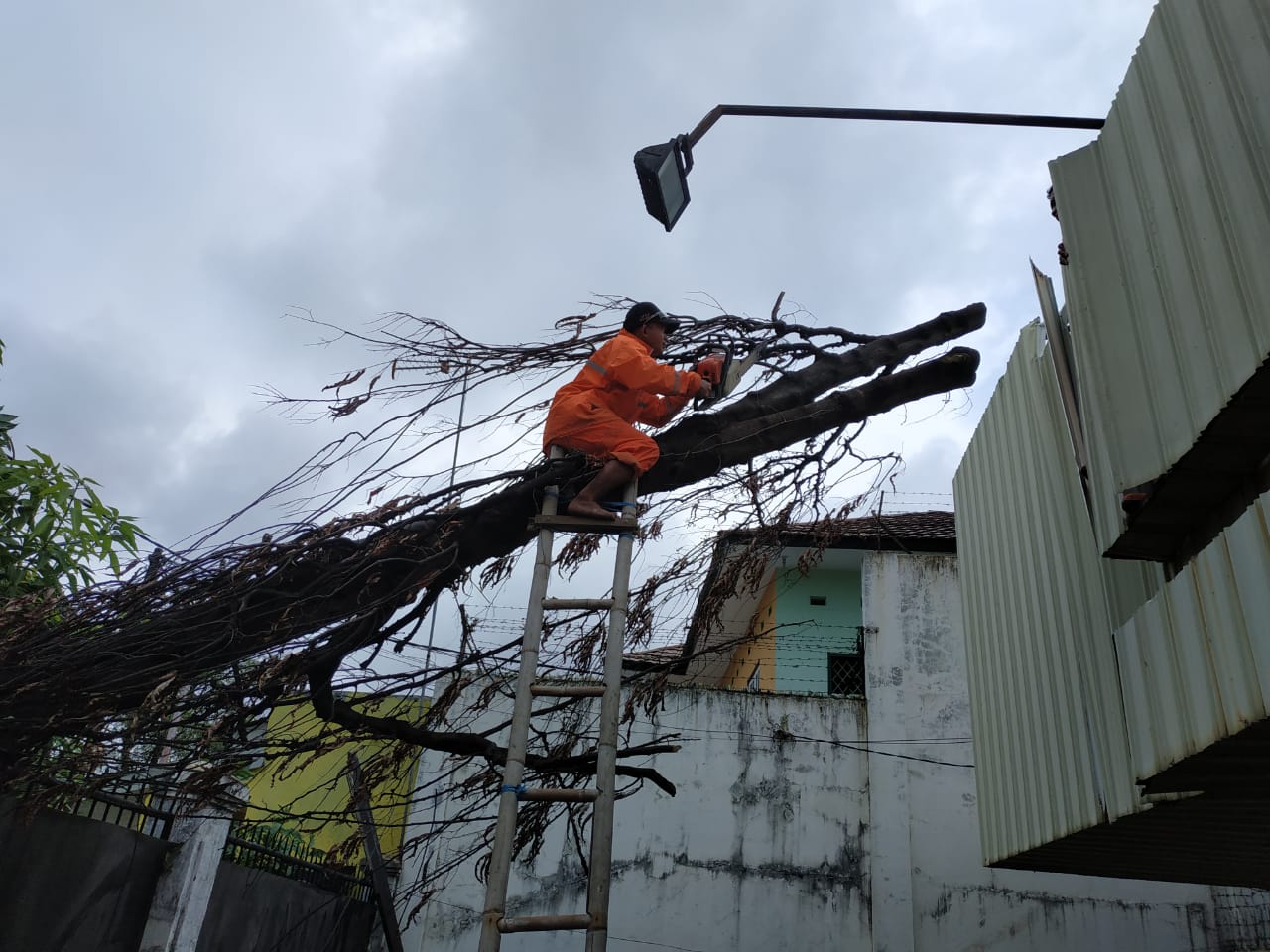 Hujan dan Angin Kencang, Dua Pohon Tumbang