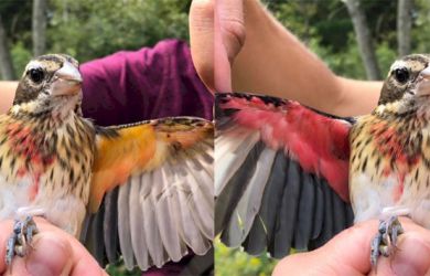 HEBOH! Peneliti Berhasil Temukan Burung dengan 2 Jenis Kelamin di Pennsylvania
