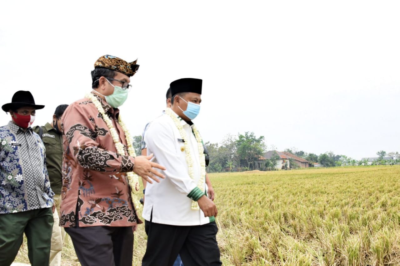 Wakil Gubernur Jabar Hadiri Panen Raya Padi di Kabupaten Cirebon