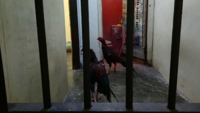 Pemiliknya Kabur Digerebek, Ayam Bangkok yang Dipenjara