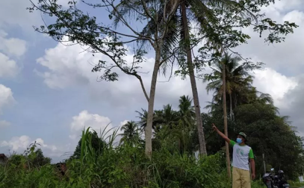 Viral Pohon Weru Menangis, Warga Kaitkan dengan Hal Mistis