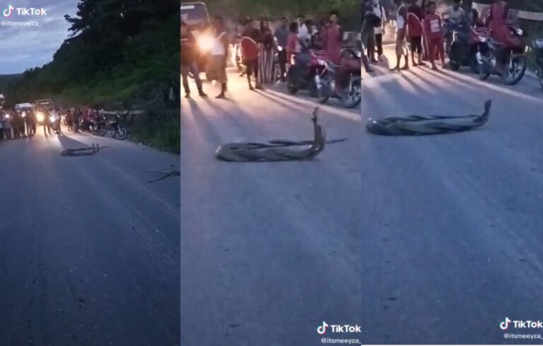 Viral, Video Ular Kobra Kawin di Tengah Jalan