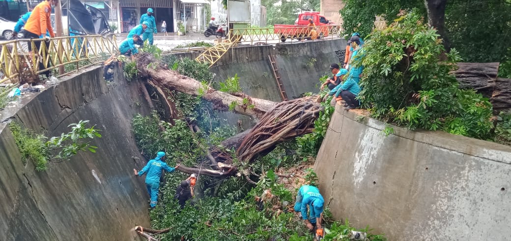 Dua Pohon Keramat Tumbang di Situs Makam Sunan Kalijaga