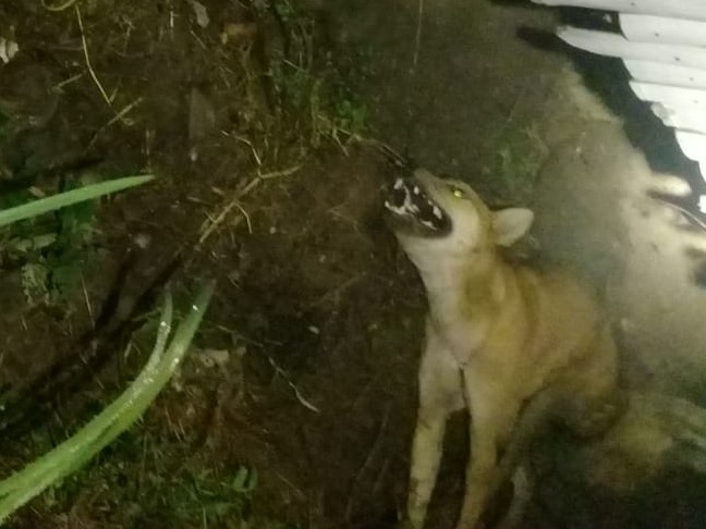 Mengenal Ajag, Anjing Hutan Penyedot Darah yang Tewaskan Puluhan Kambing, Ternyata Sudah Hampir Punah