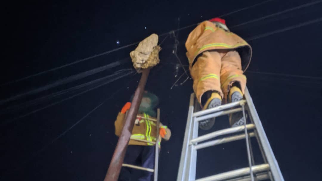 Damkar Kota Cirebon, yang Kini Lebih Sibuk Tangani Satwa Liar