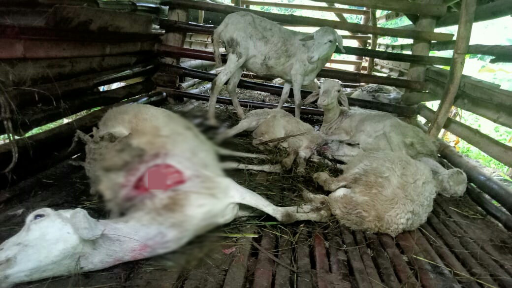 Puluhan Kambing Mati Dibunuh Hewan Misterius, Pembunuhnya Mirip Anjing