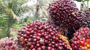 Indonesia Kuasai 55 Persen Pangsa Pasar Minyak Sawit Dunia