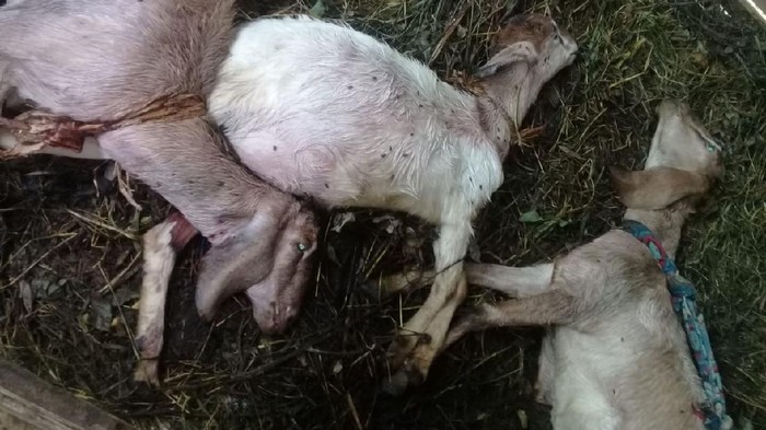 Bukan Pertama Terjadi, Puluhan Kambing Mati Misterius di Kuningan