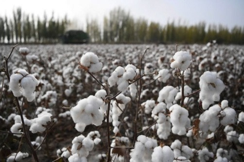 AS Larang Impor Kapas dari Xinjiang