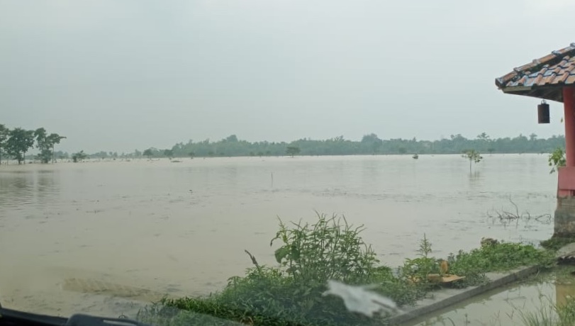 Ratusan Hektare Sawah di Jatitujuh Terendam Banjir karena Sungai Cibuaya Meluap