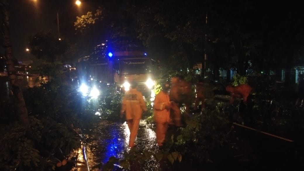 Pohon Tumbang di Depan PLTG Sunyaragi, Macet sampai ke Terminal Harjamukti