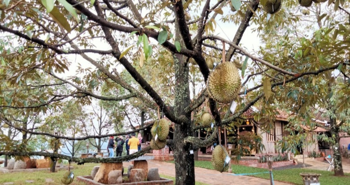 Kopi Durian Montong Jadi Destinasi Wisata Kuliner Pilihan di Cirebon