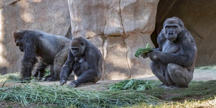 Kebun Binatang San Diego, Sejumlah Gorila Positif Covid-19