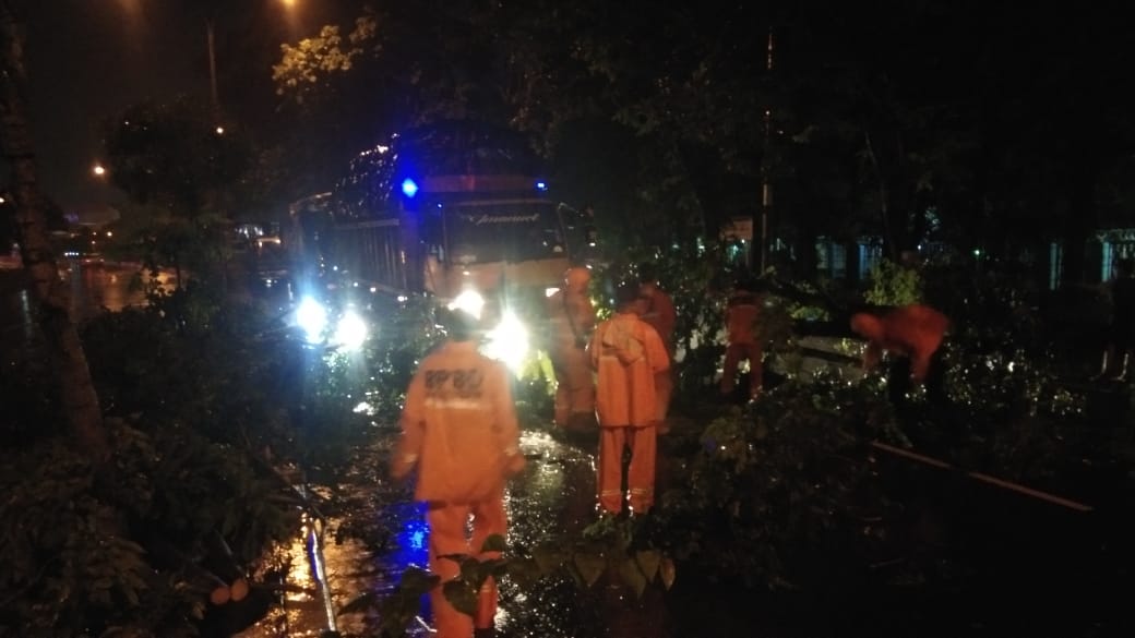 Hati-hati! Pohon Tumbang di Depan PLTG Sunyaragi, Jalanan Macet Sampai Terminal