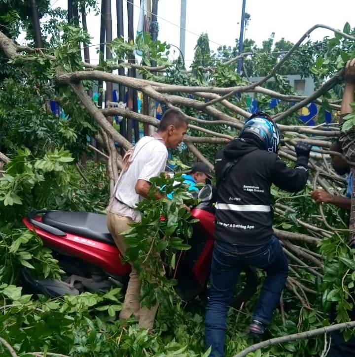 Waspada, Pohon Tumbang Menimpa Pengendara Motor di Kota Cirebon