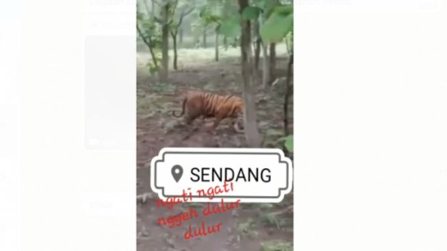 Video 29 Detik Kemunculan Harimau Jawa di Gunung Wilis, Bukti Belum Punah?