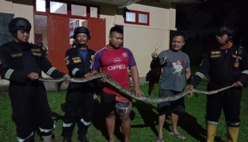 Saat Rumah Sekda Kuningan Nyaris Kemasukan Ular Berbisa, Ada Piton di GOR Ewangga