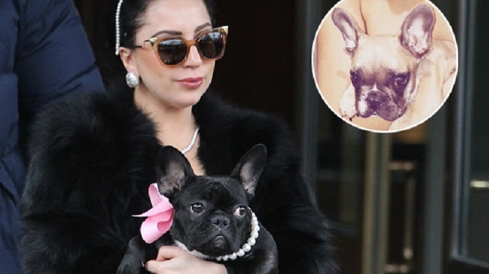 Wow, Rp 7,1 miliar dari Lagy Gaga untuk Wanita Misterius Penyelamat Dua Anjingnya