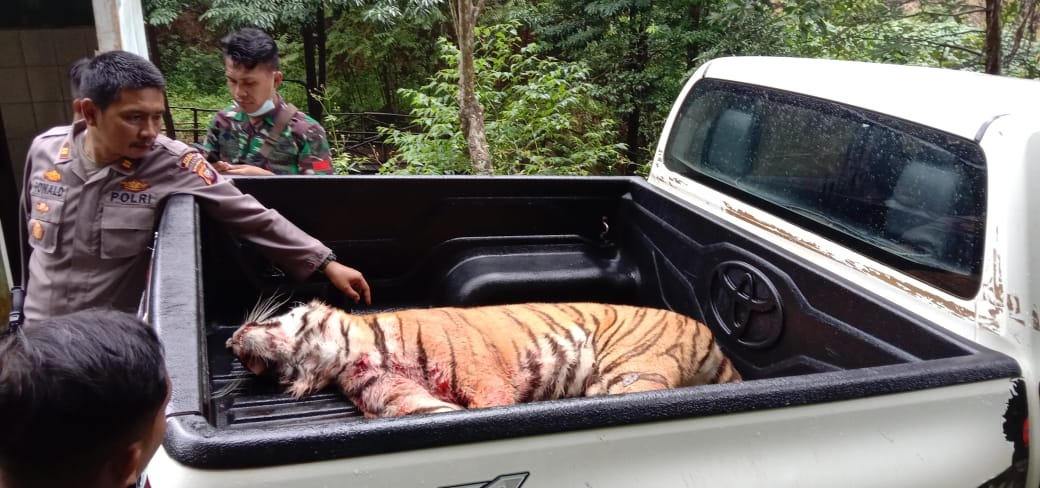 Tembok Longsor, Dua Harimau Lepas dari Kebun Binatang, Pawang Tewas Diserang