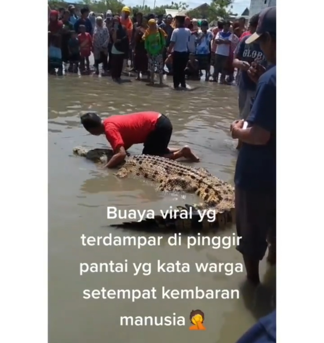 Geger Buaya 3 Meter Minta Dibelai, Diyakini Jadi-jadian