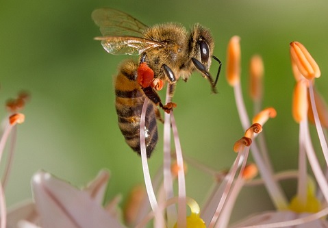 Hati-hati, Warga Tegal Demam Tiga Hari Disengat Lebah