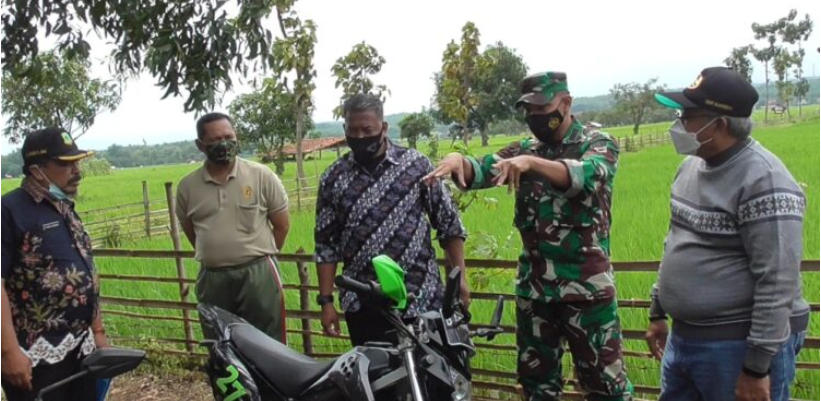 Babi Hutan Merajalela Wanasraya Kuningan