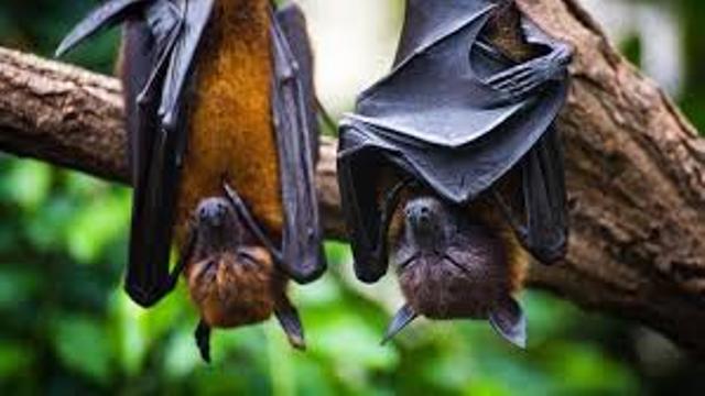 Epidemiolog Ingatkan Ancaman Nyata Virus Nipah