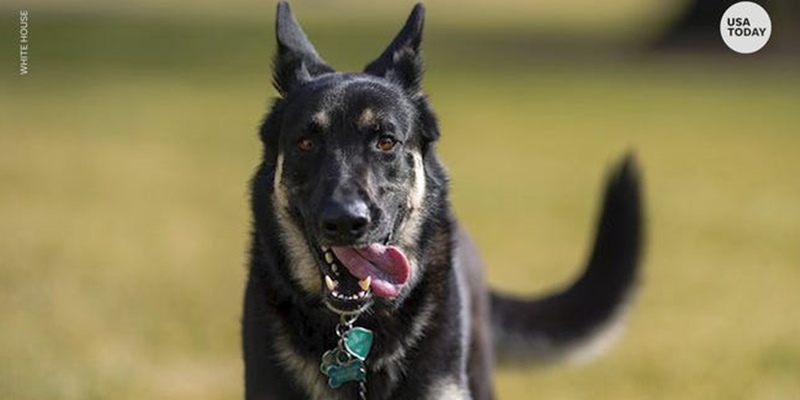 Anjing Peliharaan Joe Biden Kembali Berulah, Satu Karyawan Jadi Korban